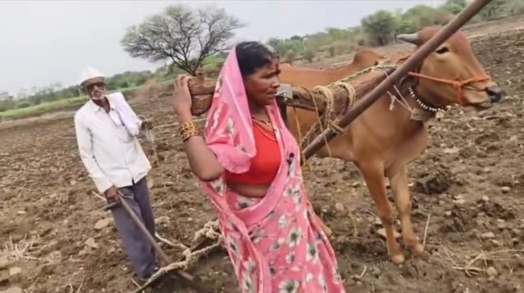 लातूरमध्ये 'ती' बैलाच्या जागी स्वतः जुंपली नांगराला! काळजाचा थरकाप उडवणारी विदारक वास्तवता