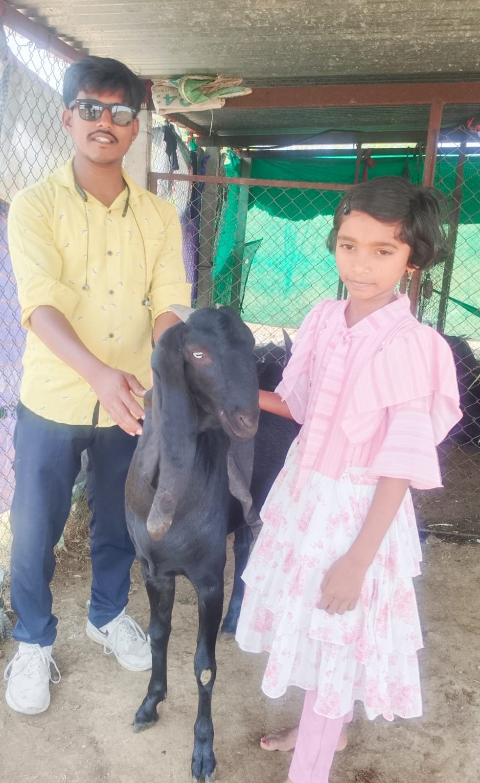 बिटल जातीचे शेळीचे 11 महिन्याचे पिल्लू  देतेय दूध...