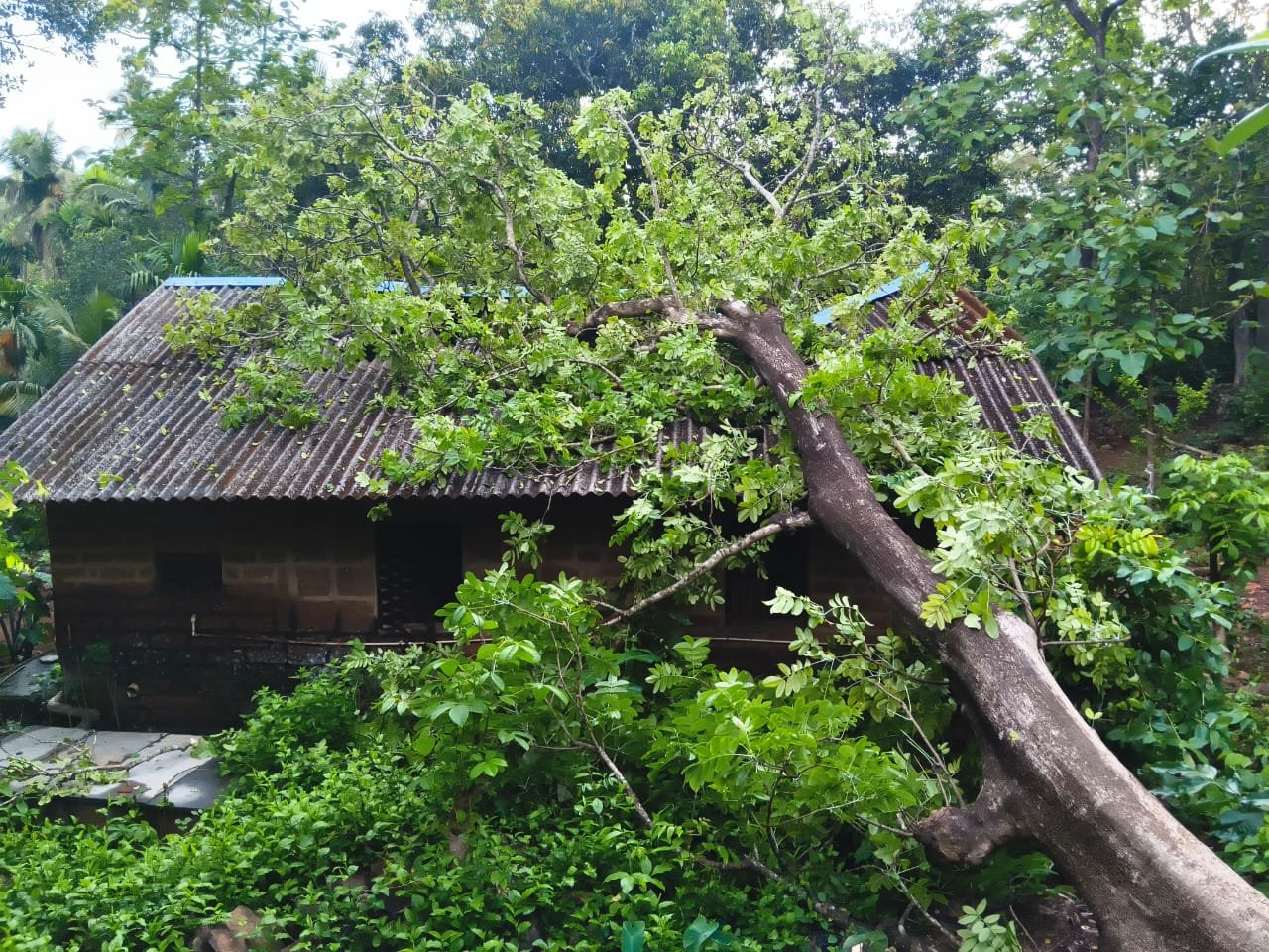 आचरा देवूळवाडी येथे घरावर झाड पडून नुकसान 